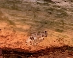 Teliapsocus conterminus