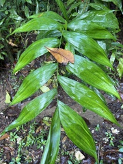 Chamaedorea pinnatifrons image