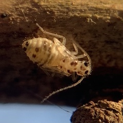 Teliapsocus conterminus