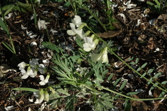 Vicia costata