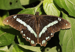 Papilio nireus lyaeus