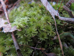 Rosulabryum
