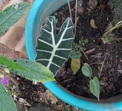 Alocasia amazonica