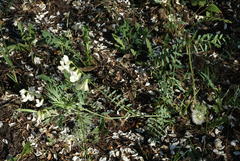 Vicia costata