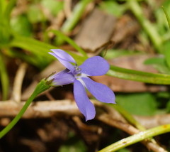 Lobelia quadrangularis