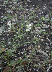 Vicia costata