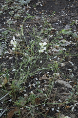 Vicia costata