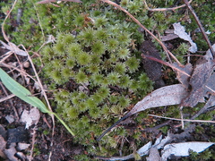 Rosulabryum