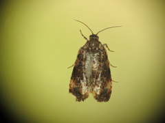 Tortricidae