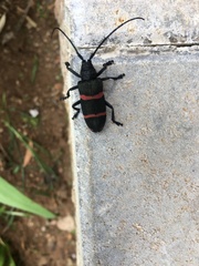 Ceroplesis orientalis