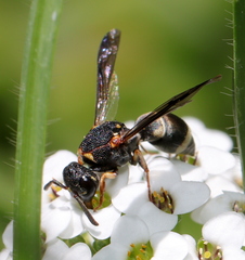 Antepipona