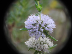 Mentha cervina