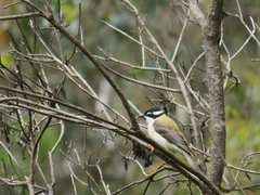 Melithreptus gularis