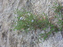 Mentha cervina