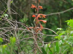 Melithreptus gularis