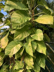 Epipremnum aureum