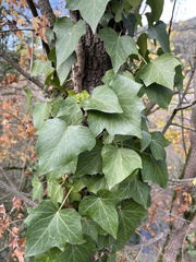 Hedera helix