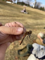 Sympetrum frequens