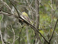 Melithreptus gularis
