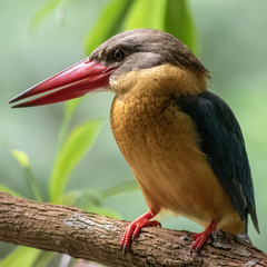 Pelargopsis capensis