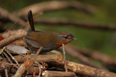 Scelorchilus rubecula