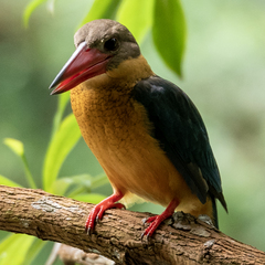 Pelargopsis capensis