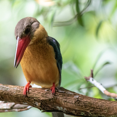 Pelargopsis capensis