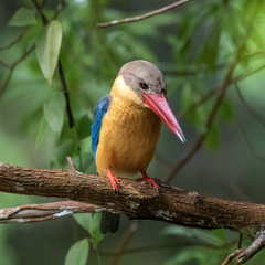Pelargopsis capensis
