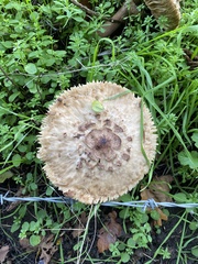 Chlorophyllum olivieri