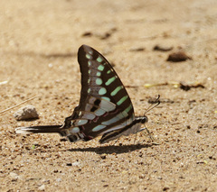 Graphium policenes