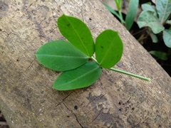 Arachis