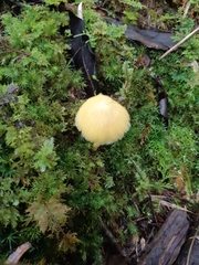 Entoloma murrayi