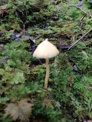 Entoloma murrayi