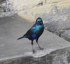 Lamprotornis chalybaeus