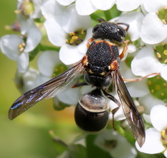 Antepipona