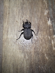 Scotobius pilularius