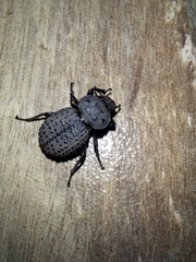 Scotobius pilularius