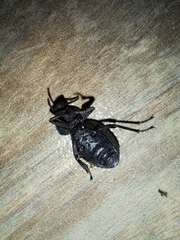 Scotobius pilularius