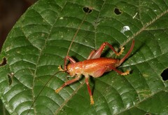 Brachybaenus bimucronatus