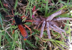 Tachypompilus ignitus