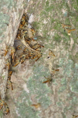 Tetragonisca fiebrigi