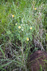 Abutilon sonneratianum