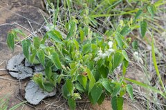 Acalypha villicaulis