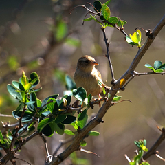Cistothorus platensis