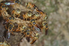 Tetragonisca fiebrigi