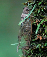 Cicadinae