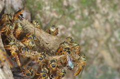 Tetragonisca fiebrigi