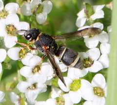 Antepipona