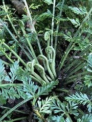 Asplenium rutifolium