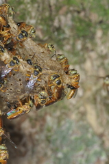 Tetragonisca fiebrigi